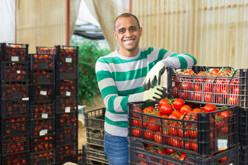 Portrait of cheerful Hispanic farm worker stacking plastic boxes with freshly harvested ripe tomatoes in greenhouse