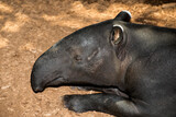 Fototapeta Konie - Closeup head shot of Malayan Tapir