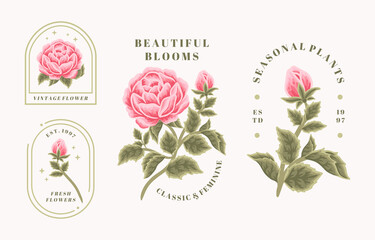 Wall Mural - Set of vintage feminine beauty pink rose floral logo elements with frame