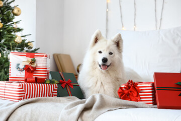 Canvas Print - Cute Samoyed dog with Christmas gifts at home