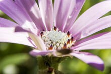 Closeup Of The Blossomed Purple African Daisy Flower