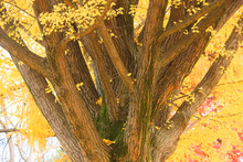 紅葉のイチョウの大木, 上田市,長野県
