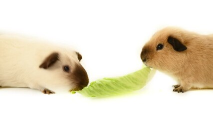 Wall Mural - Lunch time. Two funny guinea pigs eating one green lettuce leaf in front of white background
