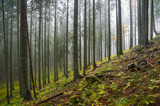 Fototapeta Na ścianę - Misty forest in autumn in Triglav National Park