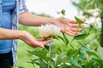 Wall Mural - A bush of white peonies in the garden, hands of a woman touching flowers.
