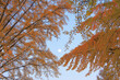 © amanaimages - イチョウの紅葉と朝の月, 日本,長野県,上田市