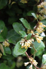 Wall Mural - Eleagnus x Ebbingei on autumn season. Close -up of Eleagnus bush iin bloom with many white flowers in the garden