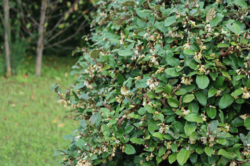 Wall Mural - Eleagnus x Ebbingei on autumn season. Eleagnus bush iin bloom with many white flowers in the garden
