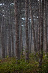  misty autumn forest in the morning