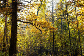 Wall Mural - brown oak branch and yellowing trees in forest