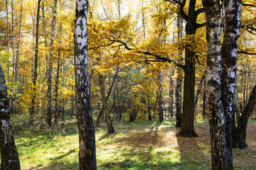 Wall Mural - view of meadow in autumn forest of city park