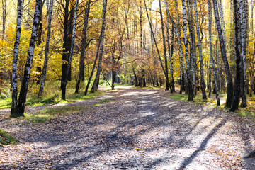 Wall Mural - road covered with fallen leaves in city park