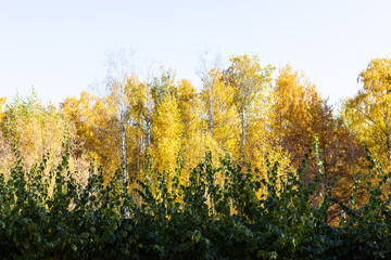 Wall Mural - green leaves of bush and yellow foliage of birches