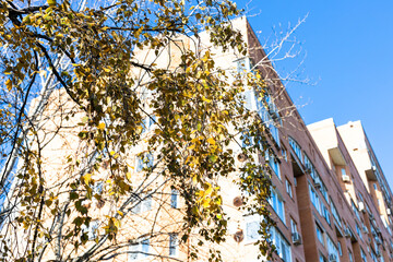 Wall Mural - bottom view of yellow birch twigs and high-rise apartment house on background on sunny autumn day