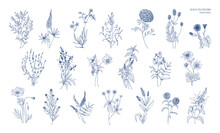 Collection Of Realistic Detailed Botanical Drawings Of Wild Meadow Herbs, Herbaceous Flowering Plants, Gorgeous Blooming Flowers Isolated On White Background. Hand Drawn Vintage Vector Illustration.