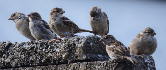 Sticker - Flock of house sparrows perched on a stone wall