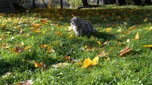 Gray Fluffy Cat Sitting On Fallen Autumn Leaves, Looking Away And Leaving The Frame. Pet In Nature, Animal Theme