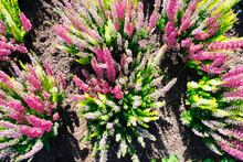 Top View Of The Beautiful Colorful Calluna Vulgaris Or Heather Flowers In The Garden On A Sunny Day