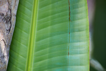 Texture Of Palm Leaves. Large Green Leaf With Light Green Or Yellow Lines. Texture For Matte Painting.