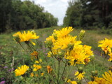 Fototapeta Kosmos - Wildflowers of yellow color, at the edge of the forest, close-up.