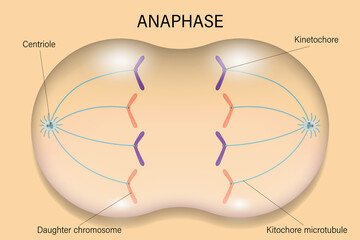 Poster - Anaphase. Cell division. Cell cycle.