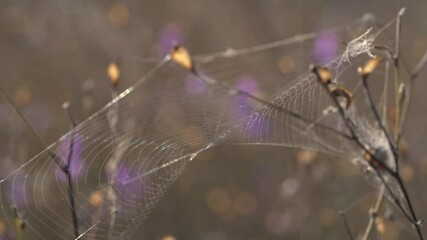 Close-up of a spider sitting on a web in the rays of the evening or morning sun in the wind, a cobweb in a meadow or field grass and flowers, macro video.Beautiful natural video of insects in nature.