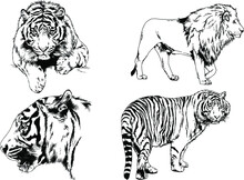 Vector Drawings Sketches Different Predator , Tigers Lions Cheetahs And Leopards Are Drawn In Ink By Hand , Objects With No Background