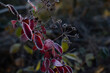 Herbstlicher Spierstrauch, rote Herbstblätter und abgestorbene Blüten im Morgenfrost vor dunklem Hintergrund, Trauermotiv