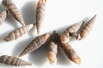 Common door snail group with brown spiral shells on a white background