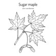Sugar maple acer saccharum , state tree of New York, Vermont, West Virginia, Wisconsin