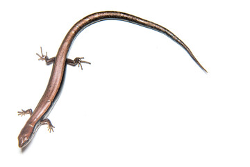 Wall Mural - Ground skink