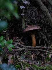 Wall Mural - Vertical closeup of the mushroom in the forest.