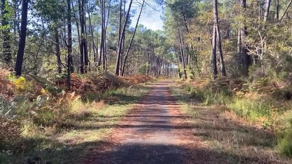 Canvas Print - Piste cyclable d'une forêt du Médoc en Gironde