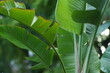Blätter einer Bananen Staude in einer Parkanlage als dekoratives Element