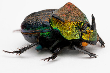 Rainbow Scarab Dung Beetle