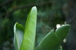 Blätter einer Bananen Staude in einer Parkanlage als dekoratives Element