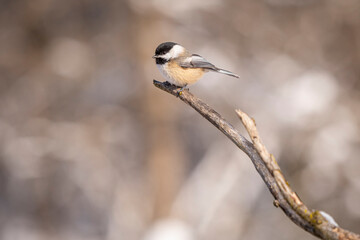 Wall Mural - Black-capped Chickadee (Poecile atricapillus)  perched on a branch in Michigan, USA.