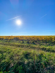 Sticker - Vignoble du Médoc en automne, Gironde