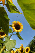 Sunflowers with a bee flying around a blooming sunflower in front and a blue sky in the background, shot on a sunny day during summer
