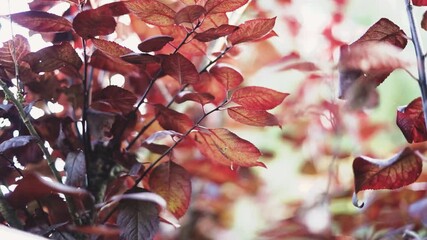A closeup footage of red autumn leaves of a tree in sunlight