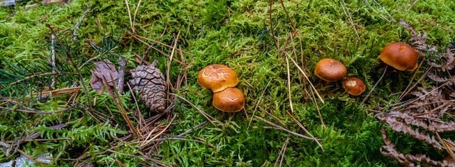 Wall Mural - champignons sur le sol en forêt