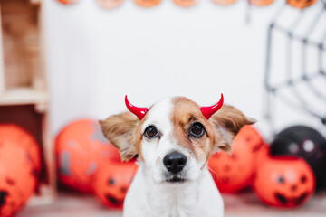 Wall Mural - jack russell dog at home during Halloween lying on the floor wearing red evil horns. Halloween party decoration with garland, orange balloons and net