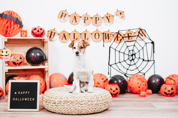 Wall Mural - cute jack russell dog at home during Halloween sitting on stool. Halloween party decoration with garland, orange balloons and net