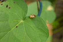 Pair Of Golden Tortoise Beetles On Green Morning Glory Leaf