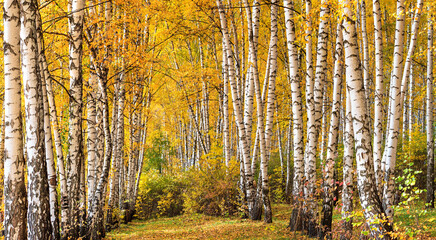  Birch grove on sunny autumn day, beautiful landscape through foliage and tree trunks