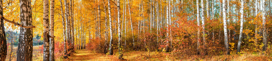 Birch grove on sunny autumn day, beautiful landscape through foliage and tree trunks, panorama, horizontal banner