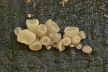 Beech Jelly Cup Fungus