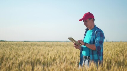 Sticker - farmer. man farmer working in tablet the field wheat inspects the crop wheat germ natural a farming. business agriculture harvesting concept. farmer work sun wheat crop germ agriculture.