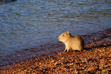 Baby Capybara By The Lake Or River
