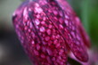 Szachownica kostkowata Fritillaria meleagris